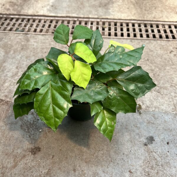 4" Ivy Grape