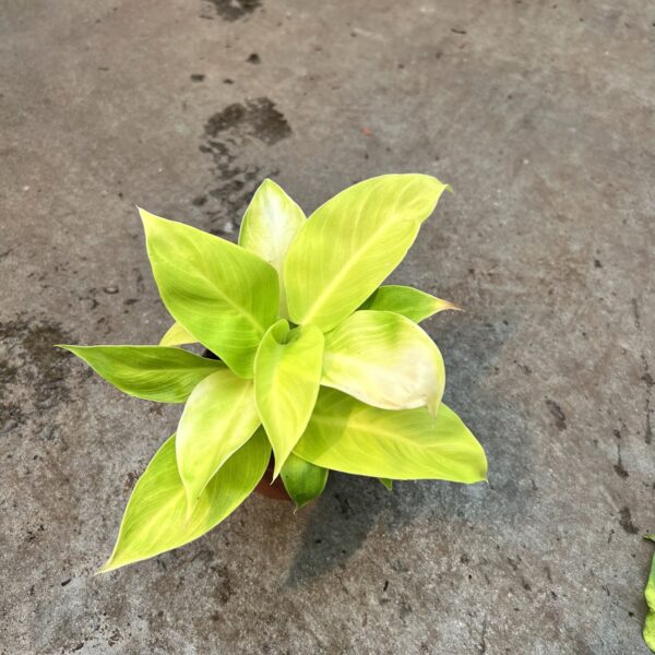 4" Philodendron Moonlight - Image 2