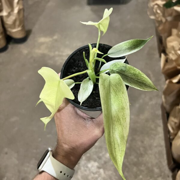 4" Philly Florida Ghost