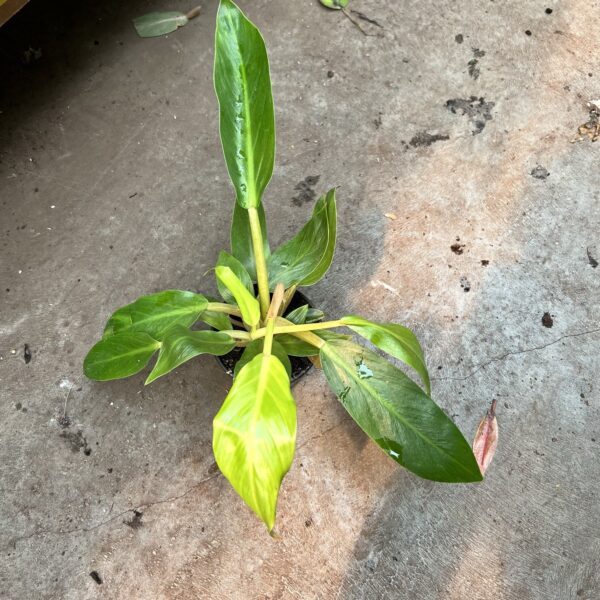 4" Philly Green Melinonii