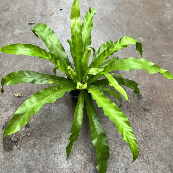 4" Fern Bird's Nest Japanese