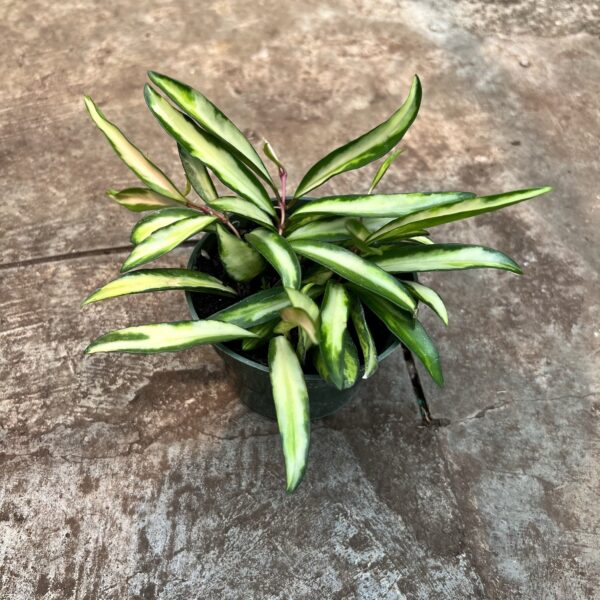 4" Hoya Wayetii Variegated