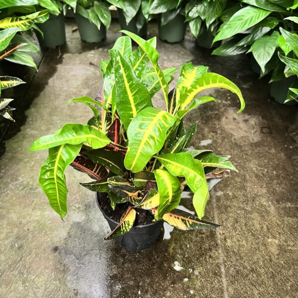 6" Croton AFD-5
