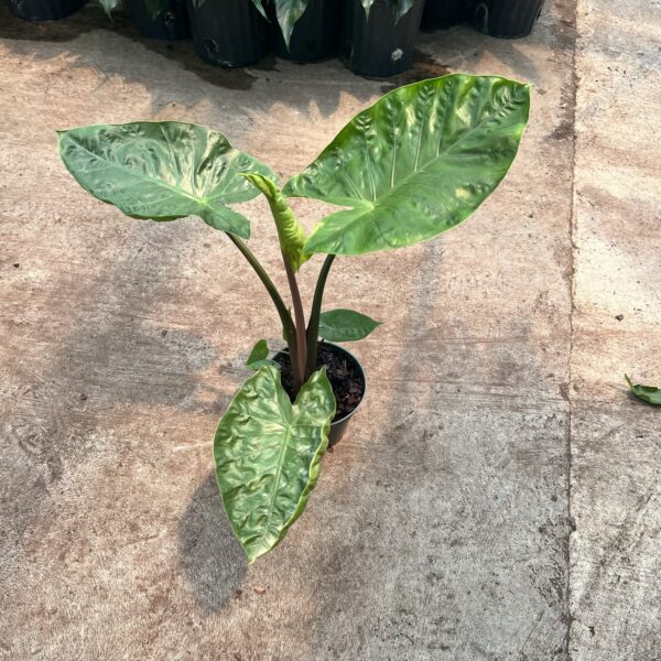 6" Alocasia Dark Star