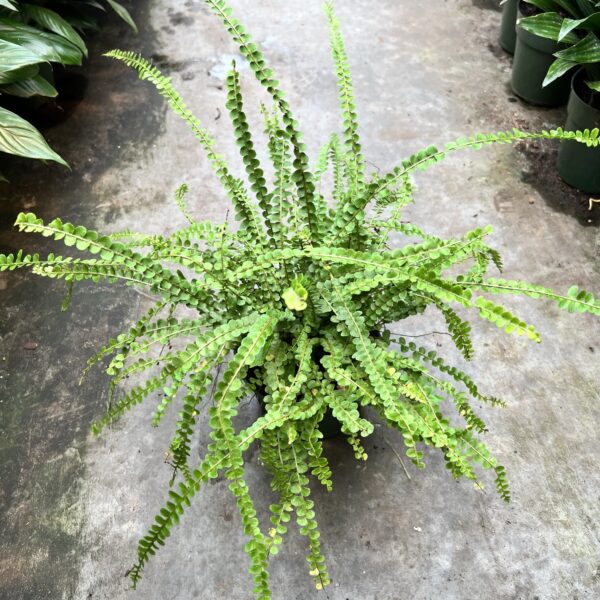 6" Fern Button