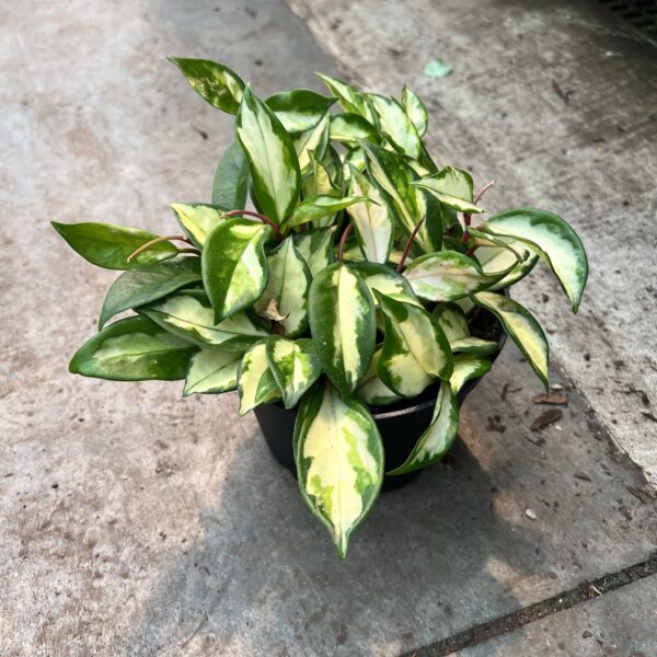 6" Hoya Exotica