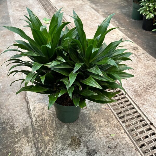 6" Janet Craig Compacta