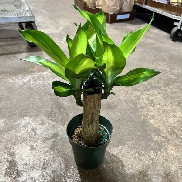 6" Mass Cane Corn Plant