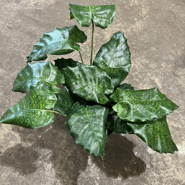 6" Calathea Network