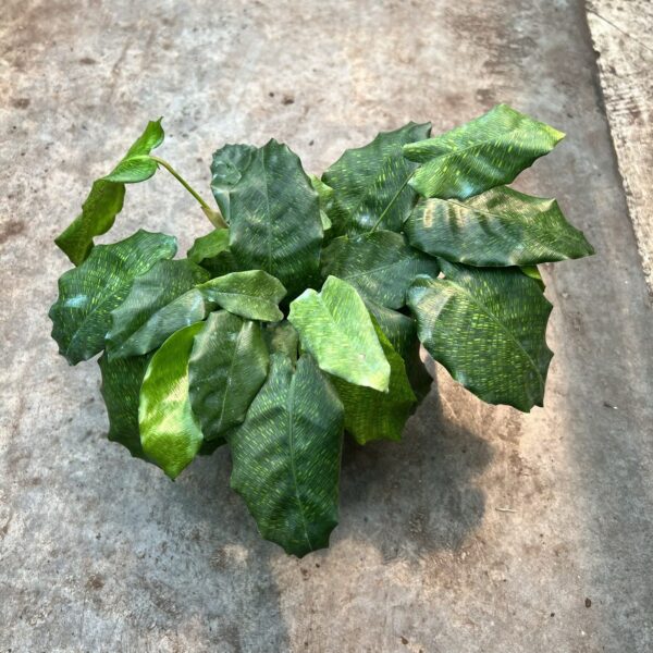 6" Calathea Musaica