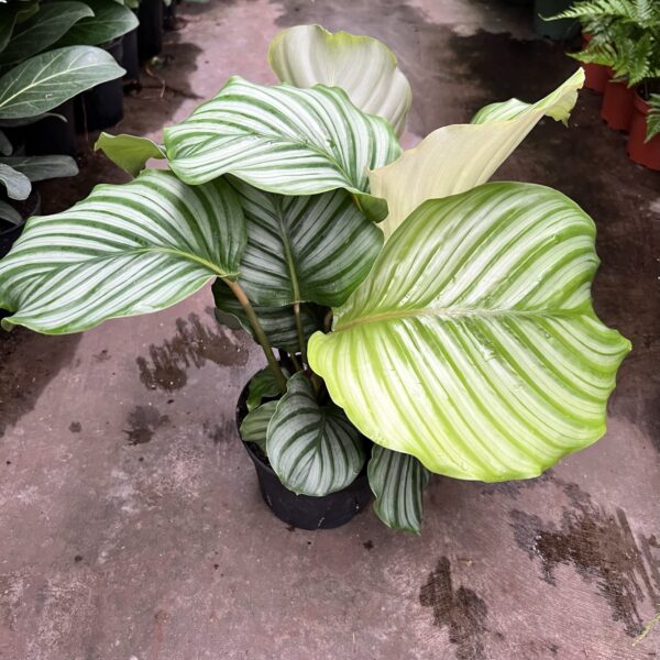 6" Calathea Orbifolia