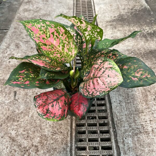 6" Aglaonema Red Hybrid