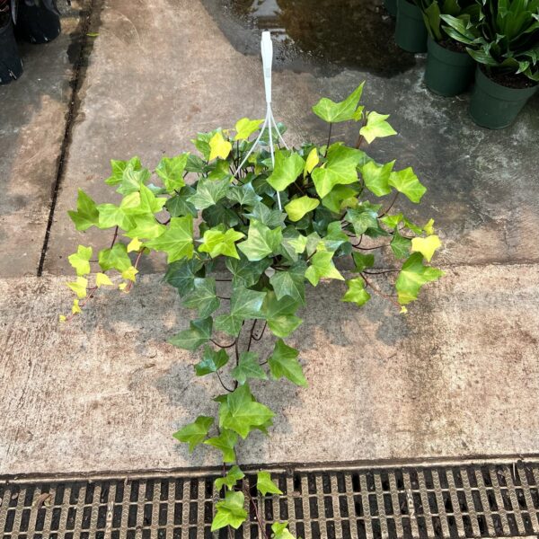 8" HB Ivy Algeria