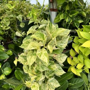 8" HB Marble Queen