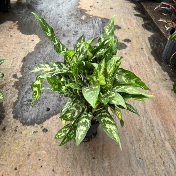 8" Aglaonema Star of India
