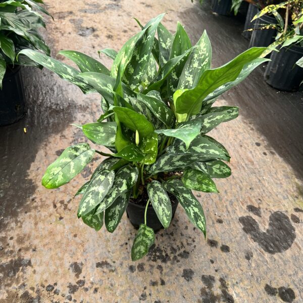 8" Aglaonema Tigress