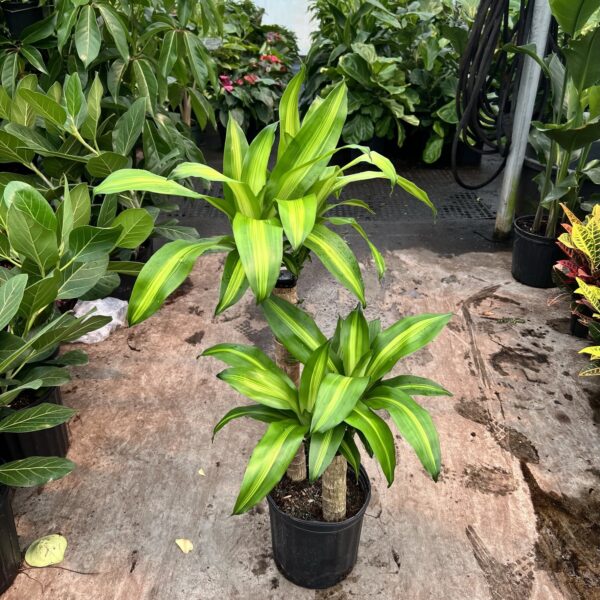 8" Mass Cane Corn Plant