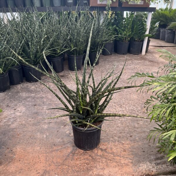 8" Sansevieria Fernwood