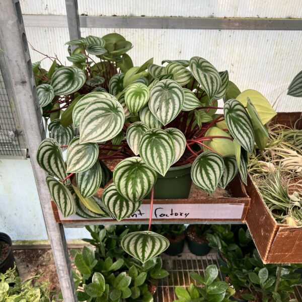 8" Pep Watermellon