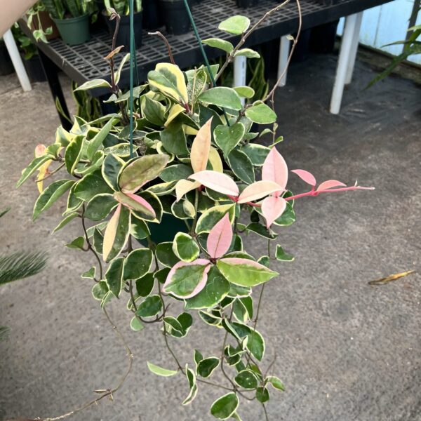 8" HB Hoya Tri Color