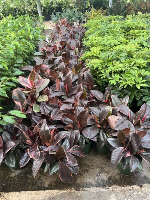 6" Ficus Ruby - Image 2