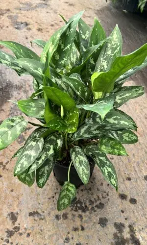8" Aglaonema Tigress