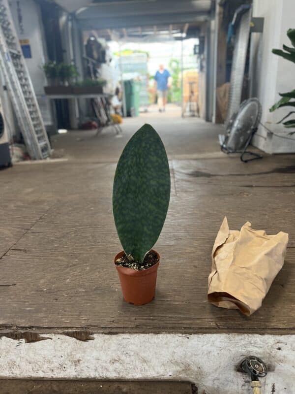 6" Sanseveria Whale Fin