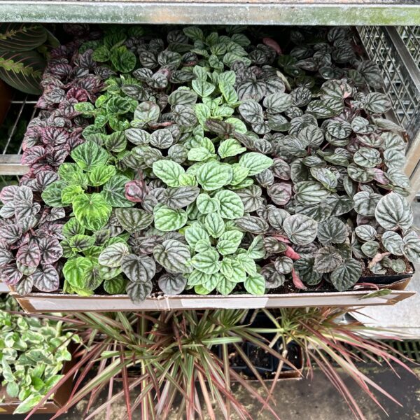 3" Peperomia Ripple