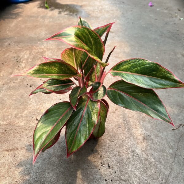 4" Aglaonema Creta