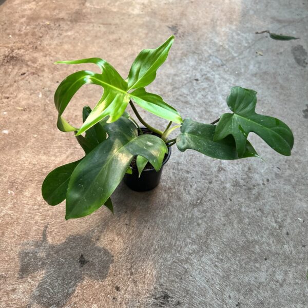 4" Philly Florida Green