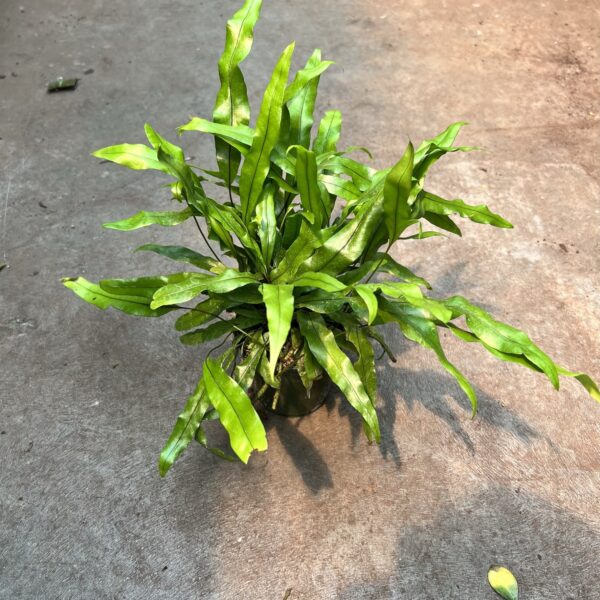 4" Fern Kangaroo Paw
