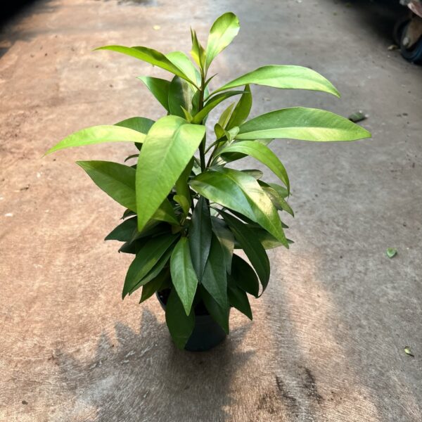 4" Ardisia Red