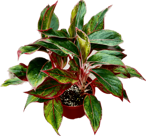 6" Aglaonema Creta