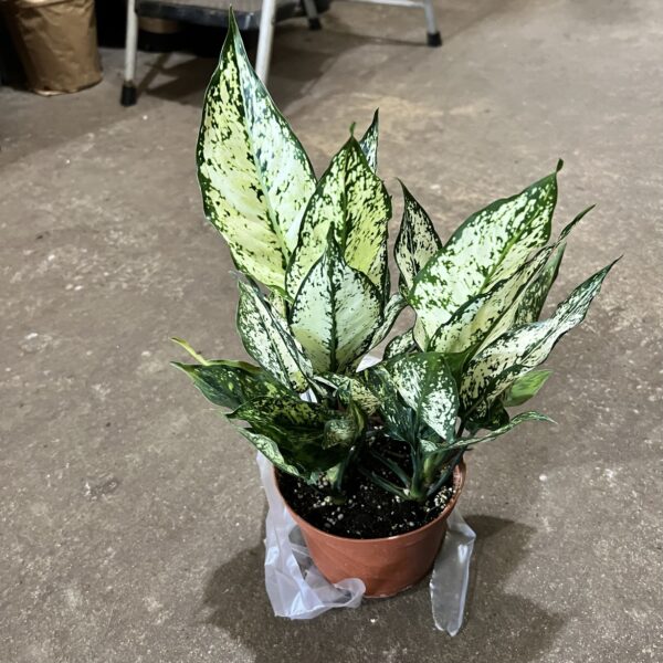 6" Aglaonema Osaka