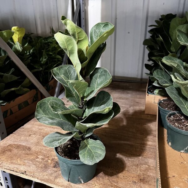 6" Fiddle Fig Little Sunshine (Bush)
