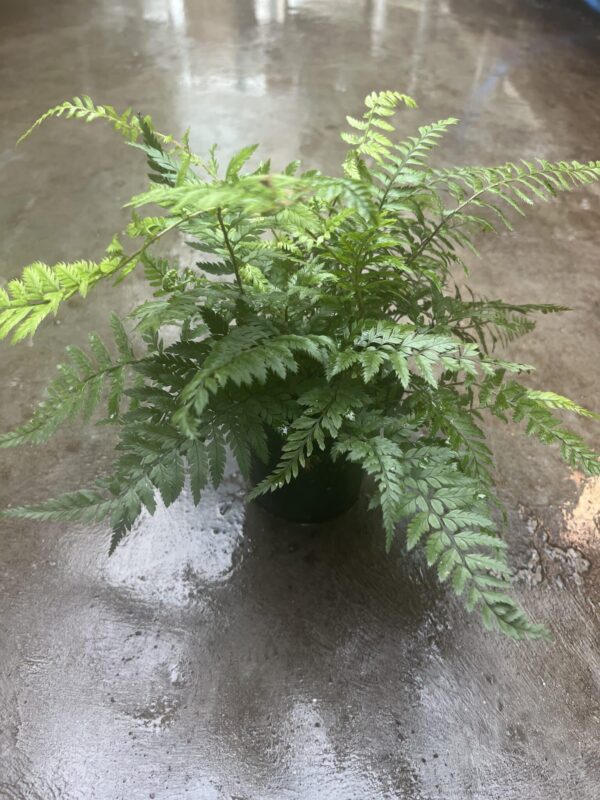 4" Fern Korean Rock