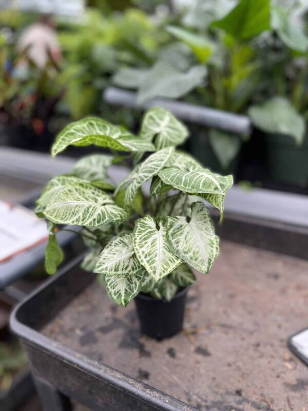 4" Syngonium Glo Go