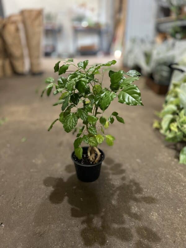 6" Radermachera