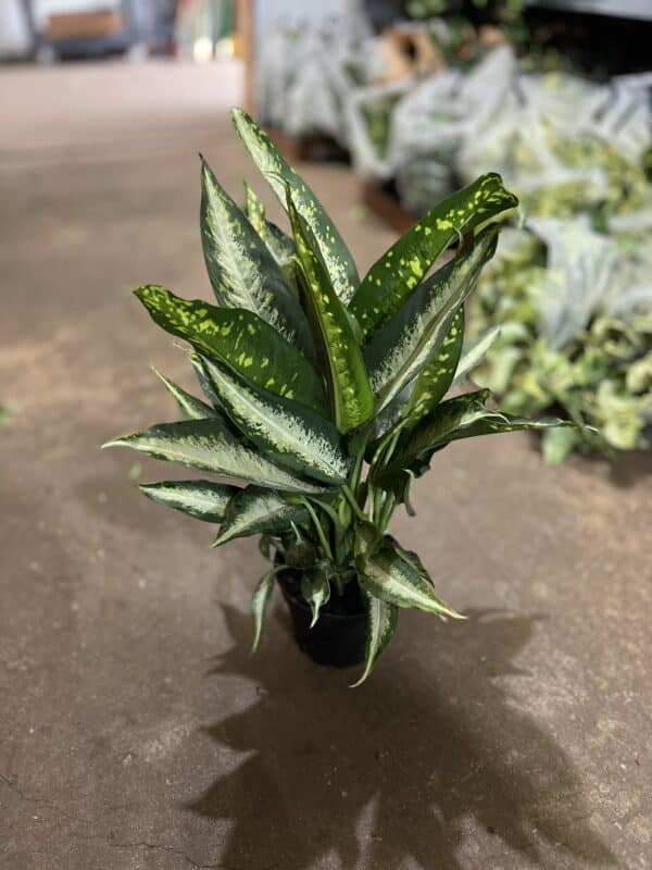 8" Dieffenbachia Panther