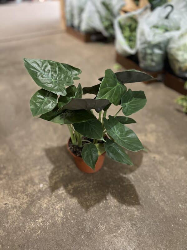 8" Alocasia Wentii