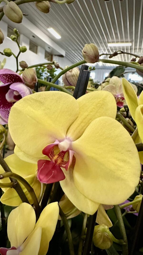 5" Orchid Double Assorted Colors - Image 2