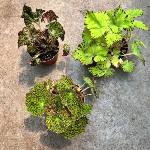 4" Begonia Rhizo