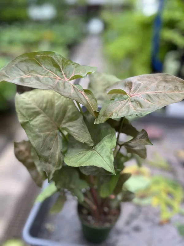 4" Syngonium Bob Allusion