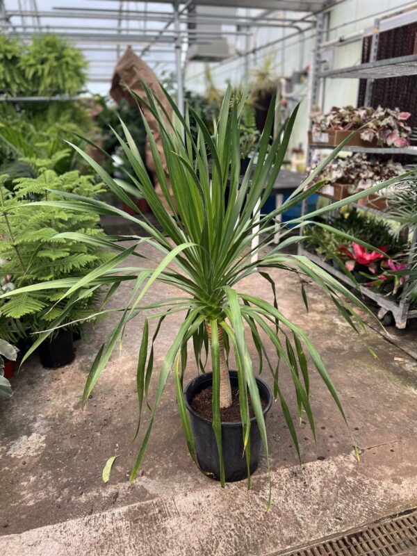 14" Dracaena Arborea