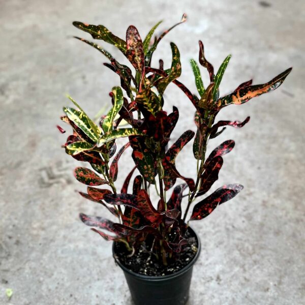 4" Croton Curly Boy