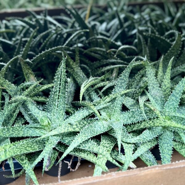 6 cm Aloe Hybrid - Image 6