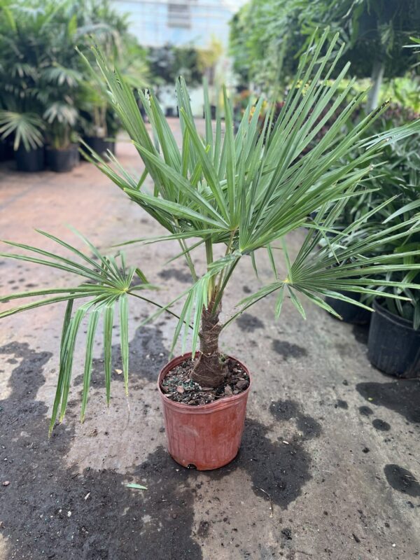 10" Palm Windmill