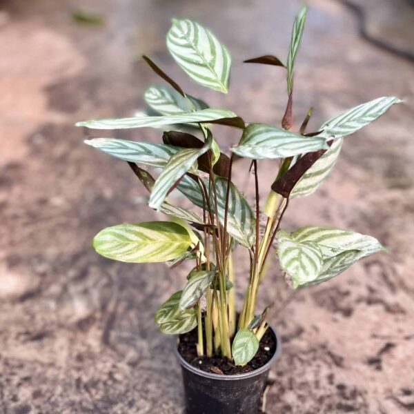 4" Calathea Compact Star