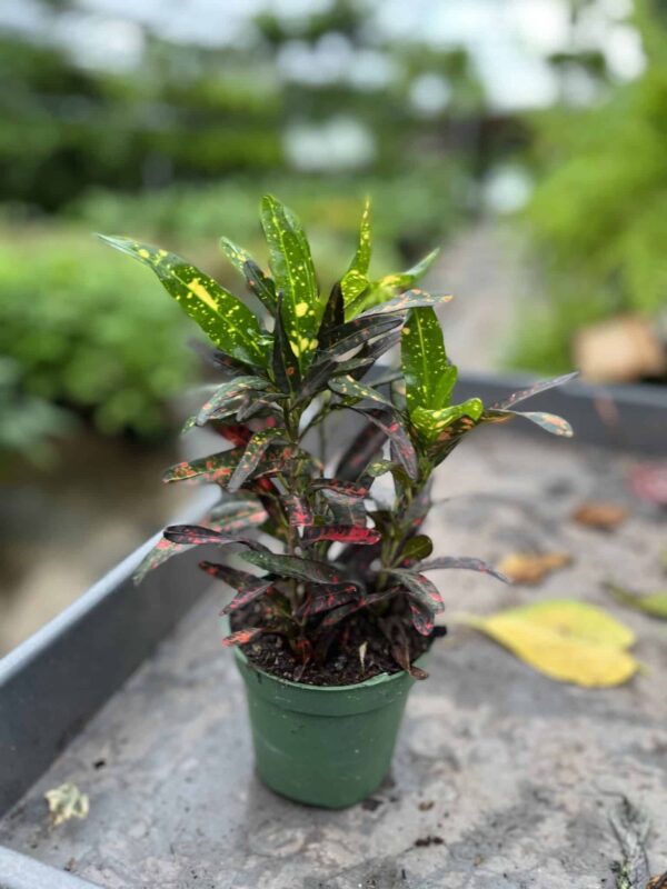 4" Croton Red Batik