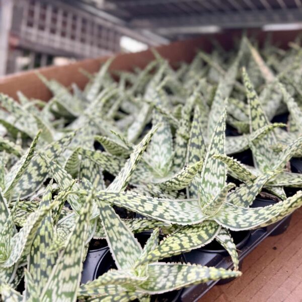 6 cm Aloe Hybrid - Image 9